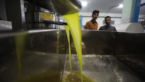 Olive oil un Ramallah 