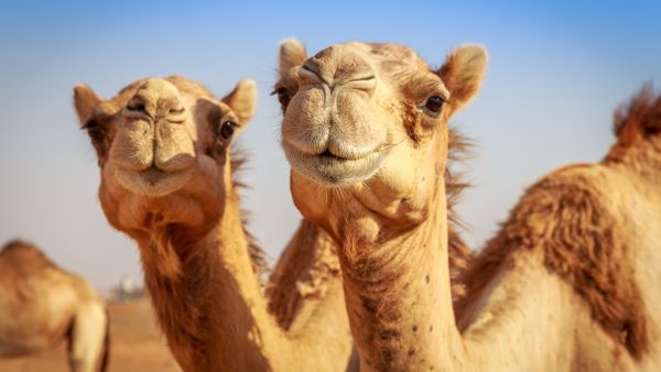 camel
