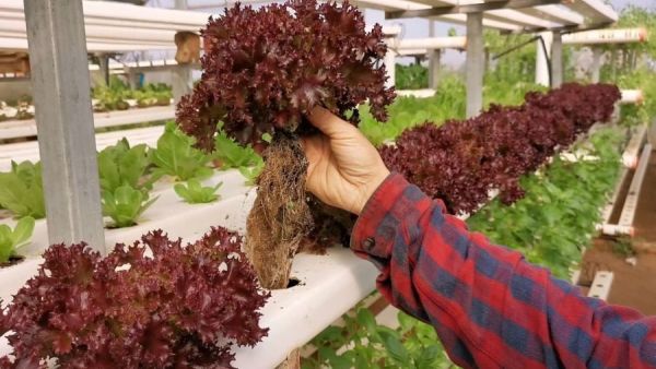 لبنان.. إقبال على المزروعات العضوية 