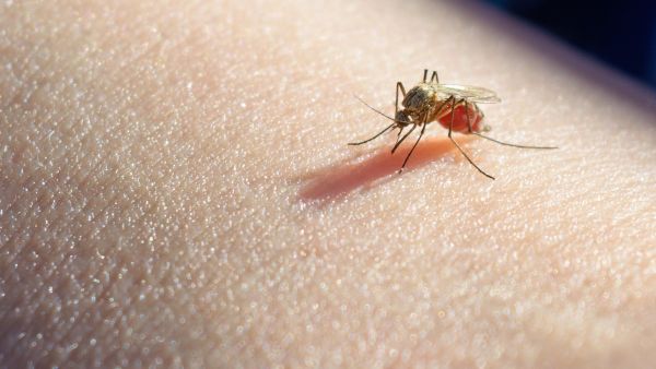 Mosquitoes 