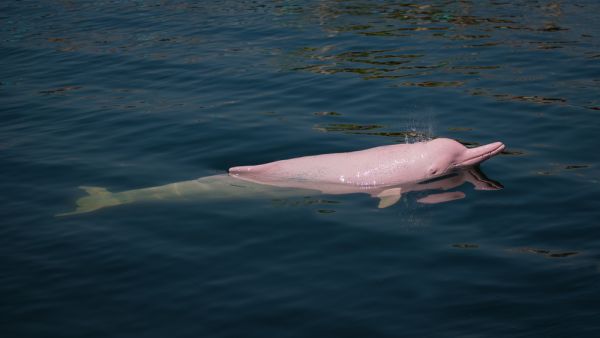 pink dolphin