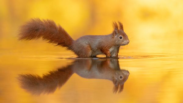 سنجاب يرى انعكاسه على سطح مياه بركة