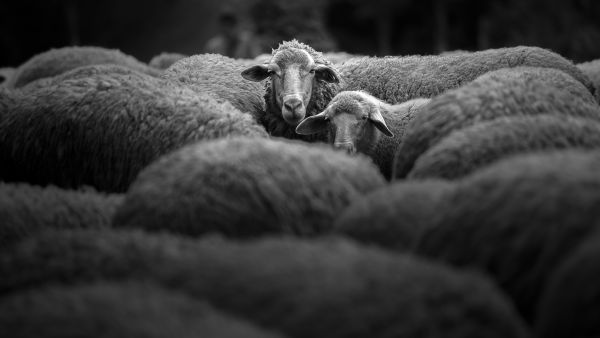 Sheep