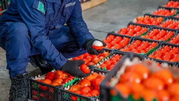 احباط تهريب  52 طنا و371 كيلوغرامًا من نبات القات المخدر، و1650 كيلوغراما من مادة الحشيش 