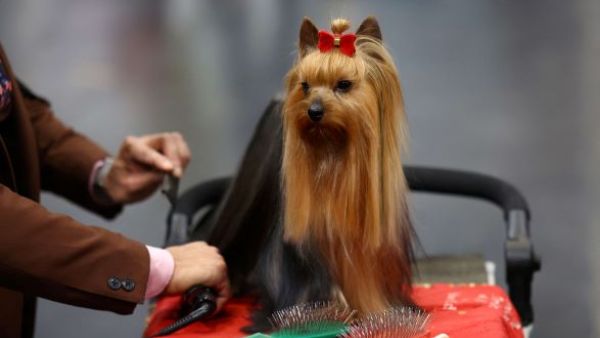 مسابقة تجذب نحو 20 ألف كلب في بريطانيا