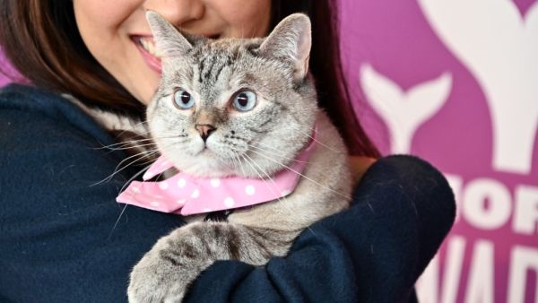 Nala the Cat attends the 11th Annual Shorty Awards on May 05, 2019 at PlayStation Theater in New York City. 
