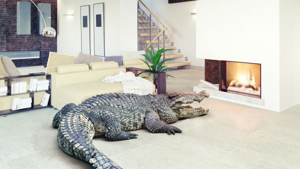 Florida man bit by alligator that knocked his door