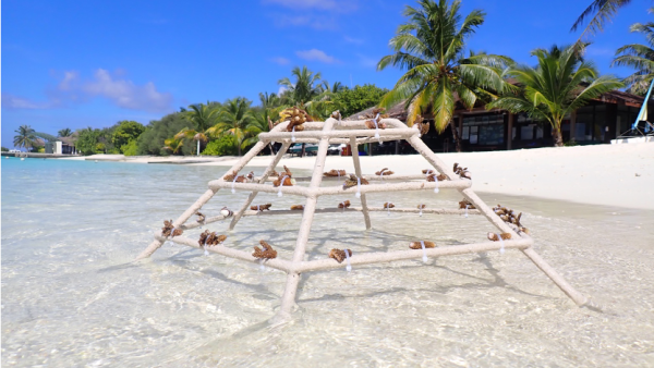 Guests can participate in the ‘Adopt A Coral’ program and visit the coral propagation project with the resort’s marine biologist on site while staying at the resort. Sheraton Maldives full moon resort & spa makes waves in sustainability