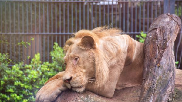 Sudan Animal Rescue Centre