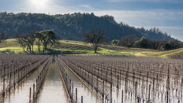 Flooded Vineyard in Sonoma County, CA
