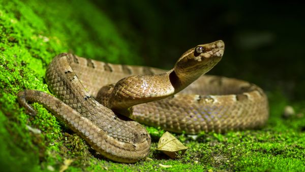 Snake forces aircraft emergency landing