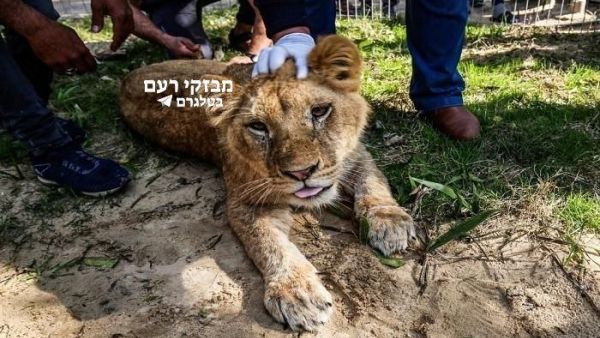 خالة الطفل تحمل ادارة الحديقة المسؤولية