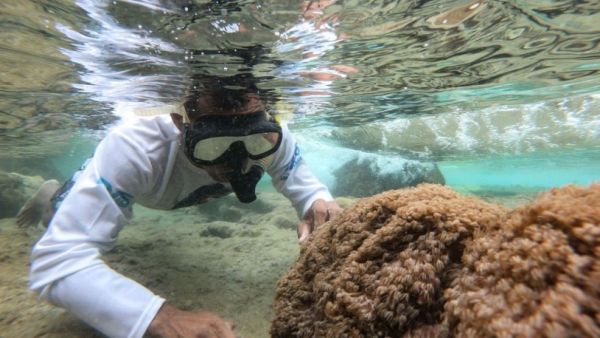 شعب مرجانية تغزو المحيطات وتثير استغراب العلماء