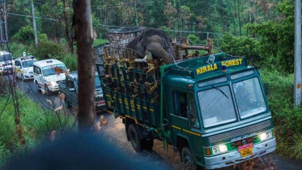 الإمساك بفيل تسبب بمقتل 6 أشخاص في الهند