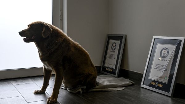 The world’s oldest dog 