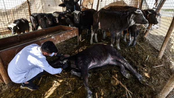 إصابة جواميس بمرض فتاك في جنوب العراق
