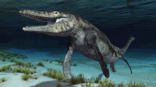 mosasaur