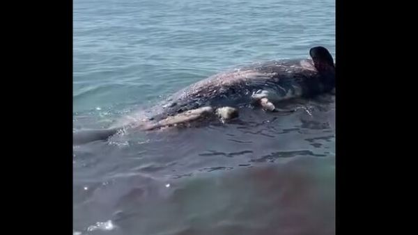 حوت نافق في بورسعيد