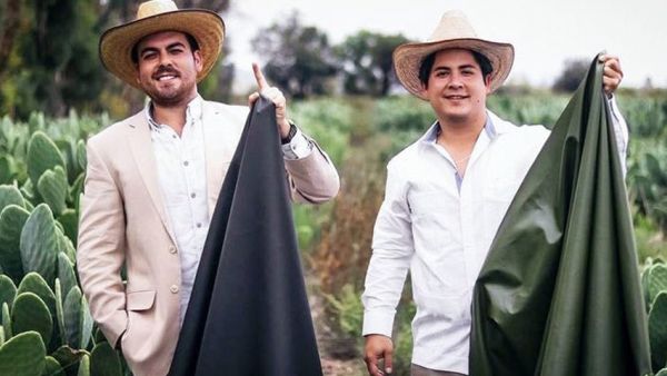 Mexican innovators introduce cactus leaf-based leather as sustainable alternative