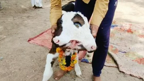 ولادة عجل برأسين في الهند