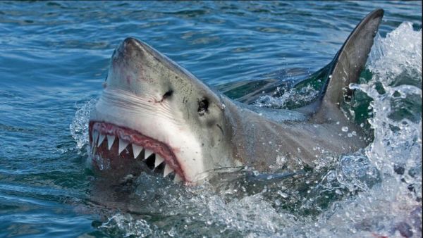 Shark