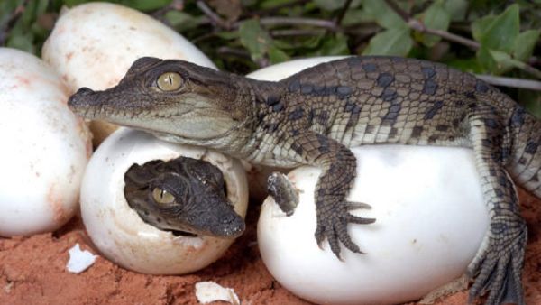 Extraordinary case of Virgin Birth in crocodiles leaves scientists astonished
