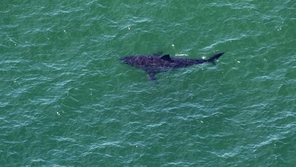 زيادة هجمات القروش على السواحل المصرية