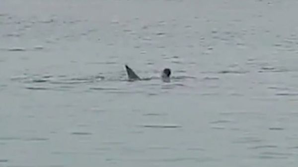 لحظة انقضاض سمكة القرش على السائح الروسي في مياه البحر الأحمر