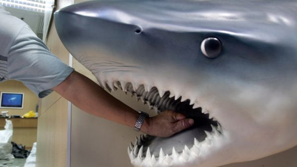 سمكة القرش التي قتلت السائح الروسي من نوع القرش النمر "Tiger Shark" (أ ف ب)