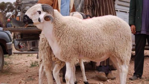 الغرض من الأضحية العبادة والفرحة والتكافل الاجتماعي