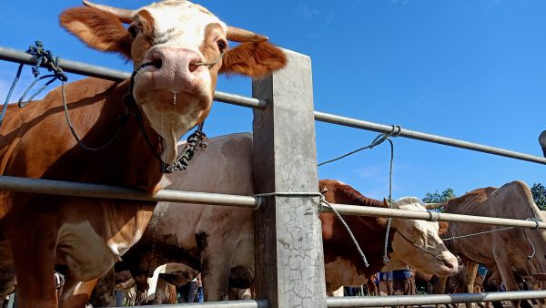 ديك أم عجل.. الأزهر يحسم الجدل حول الأضحية