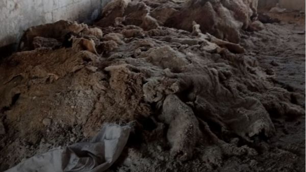 جلود الحيوانات يتم استخدامها في صناعة النقانق