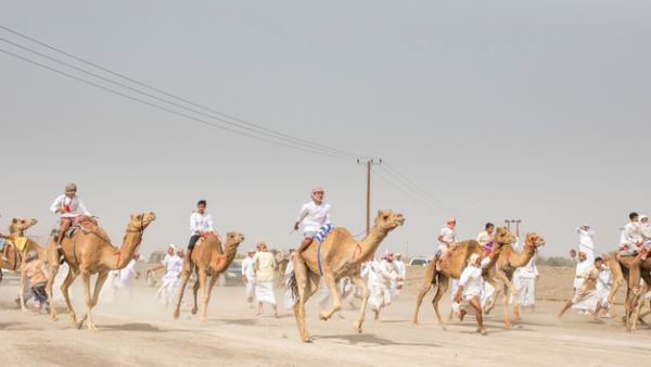 Camel race
