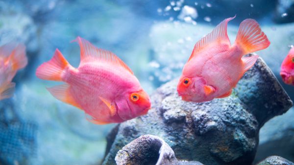 Shutterstock power outage