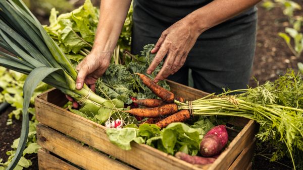 organic foods