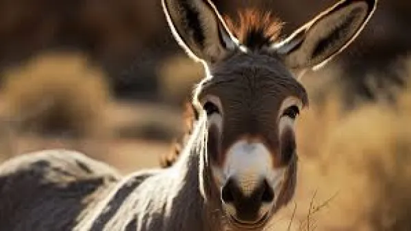 تفسير رؤية الحمار في المنام