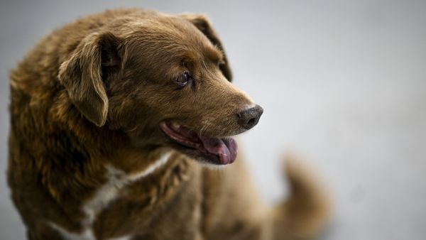 oldest dog