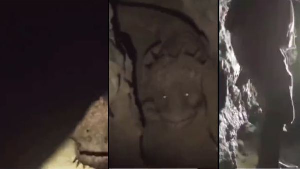 Creepy animal