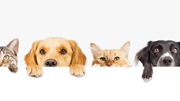 pets