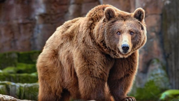 bear population