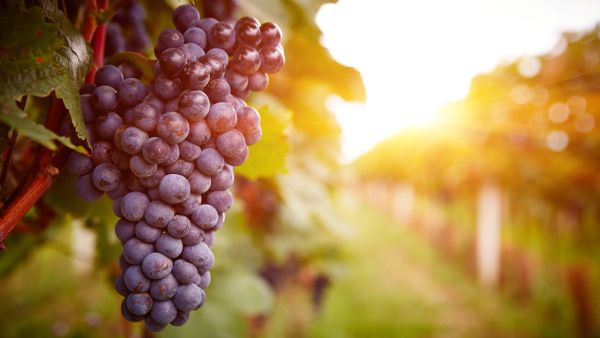 grapes