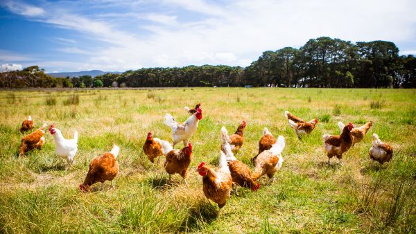 chicken