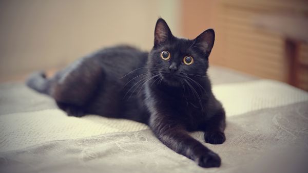 cat with two noses 