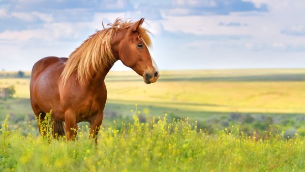 horse