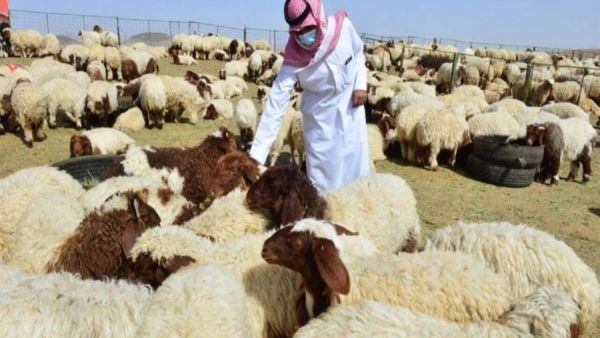 أسواق الغنم في جدة