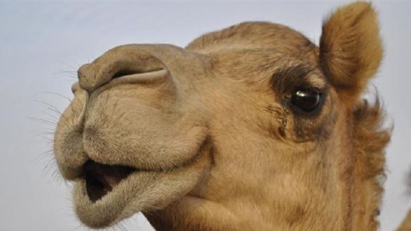 تفسير رؤية الجمل في المنام للمتزوجة