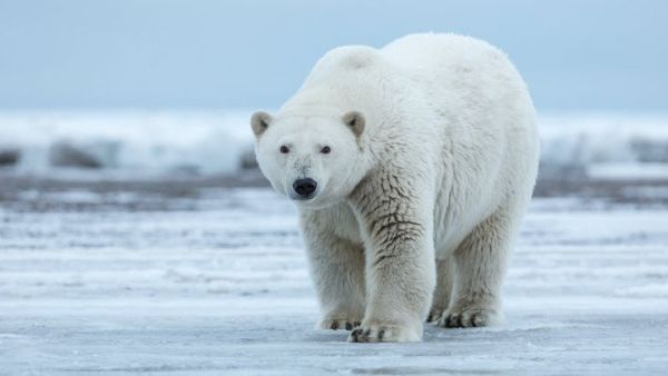 Chinese researchers develop innovative "EAF" fibers inspired by polar bear fur for cold-resistant jackets