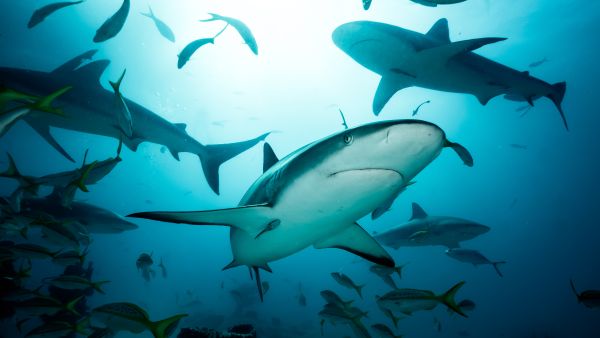 shark attack