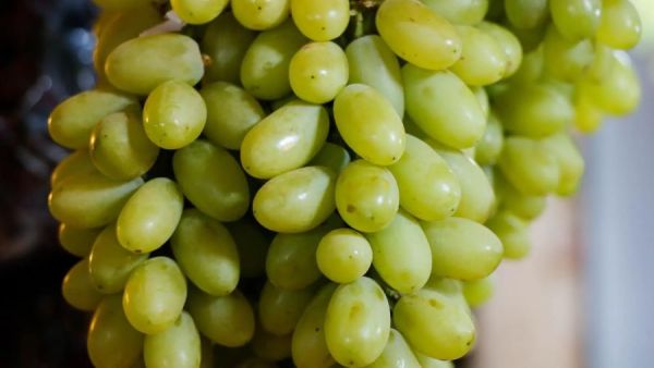 تفسير حلم العنب الأخضر في المنام