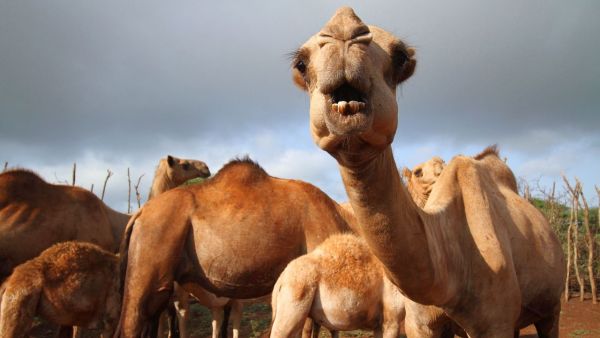 تفسير رؤية الخوف من الجمل في المنام